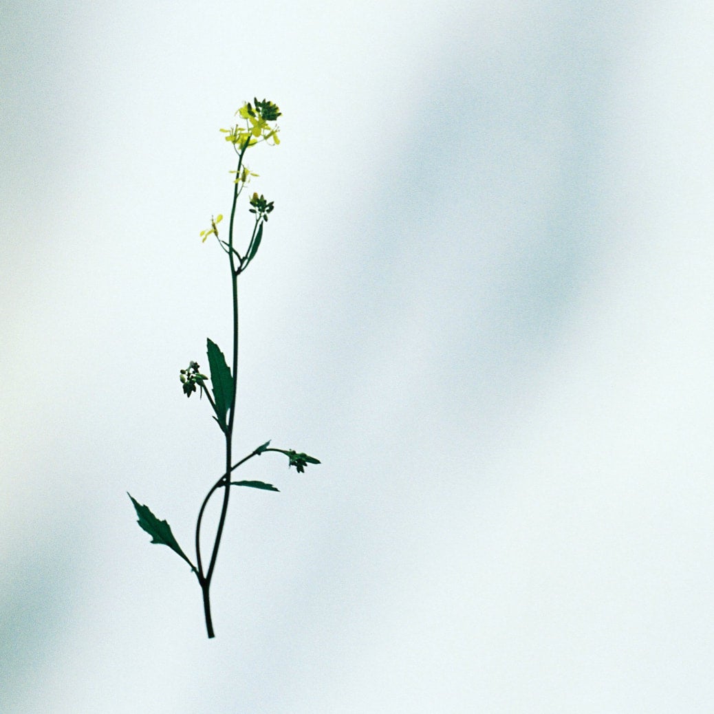 野口恵太　FLOWER 野口恵太 FLOWER FLOWER #12 - 野口恵太 | shashasha 写々者 - 写真集
