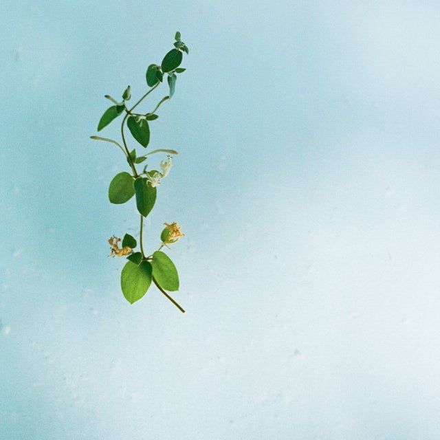 野口恵太 FLOWER FLOWER - 野口恵太 | rebelbooks